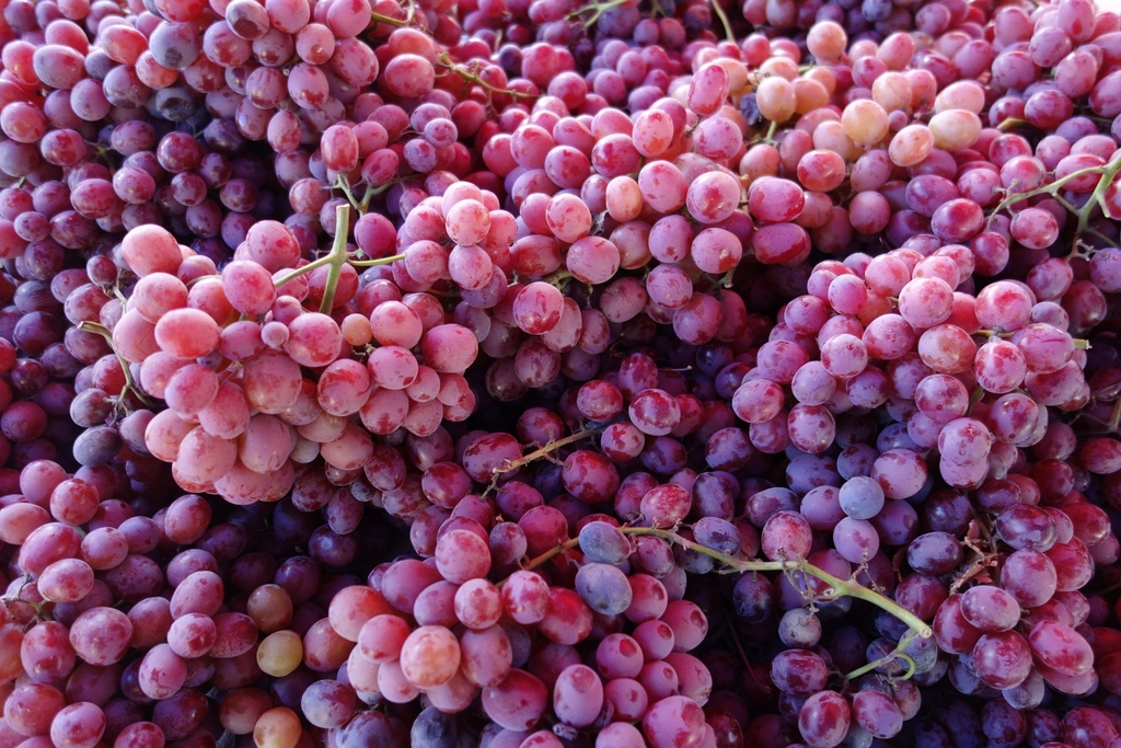 Closeup pile red grapes