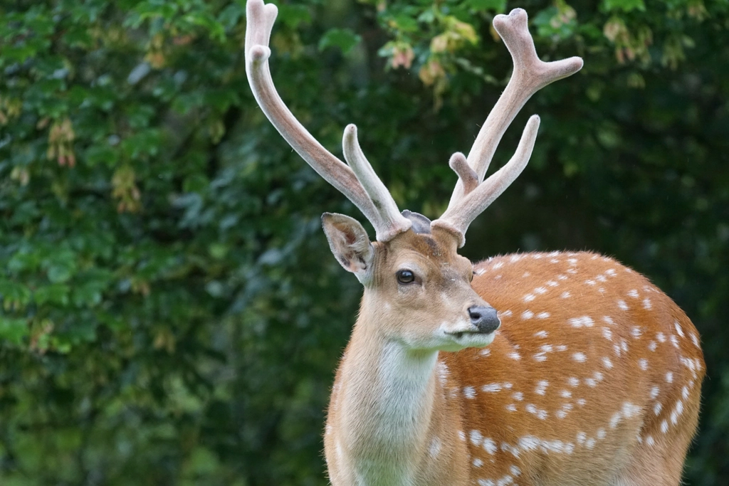 Chital deer